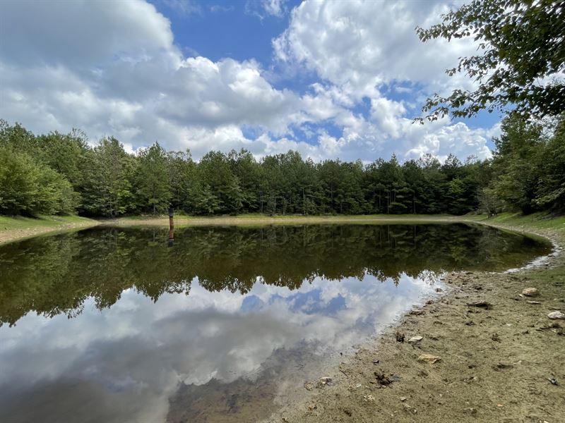 84 Acre Hunting/Rec Tract : Cragford : Clay County : Alabama
