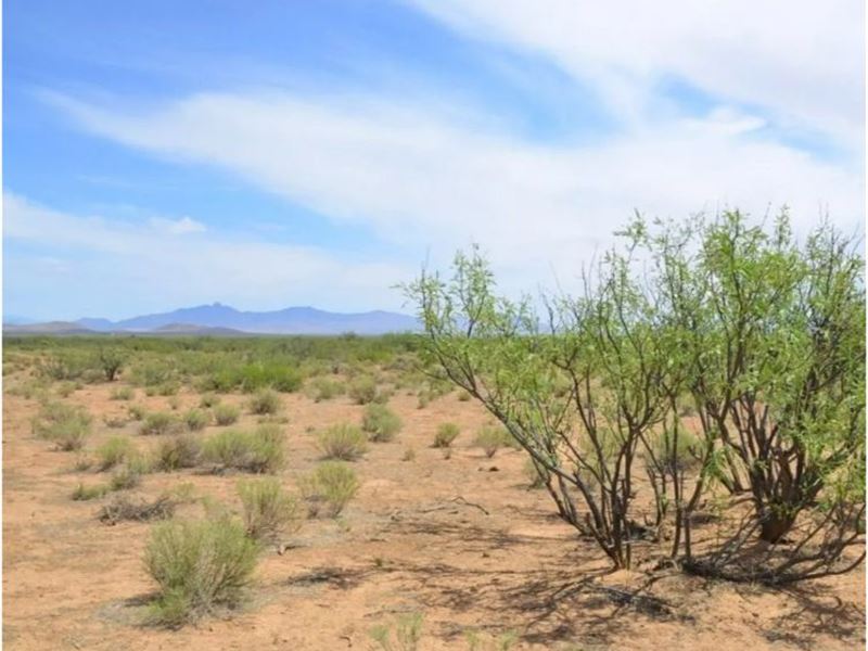 Settle in Southern Az, 5.4 AC : McNeal : Cochise County : Arizona