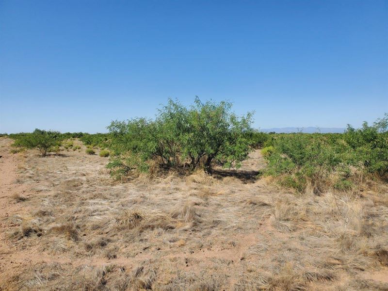 Sonoran Desert Property : Elfrida : Cochise County : Arizona