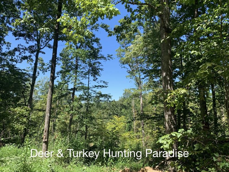 Beautiful Large Tract Hunting Land : Hurricane Mills : Humphreys County : Tennessee
