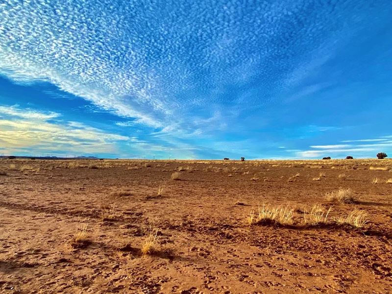 Near Silver Creek, Trees, Road : Snowflake : Navajo County : Arizona
