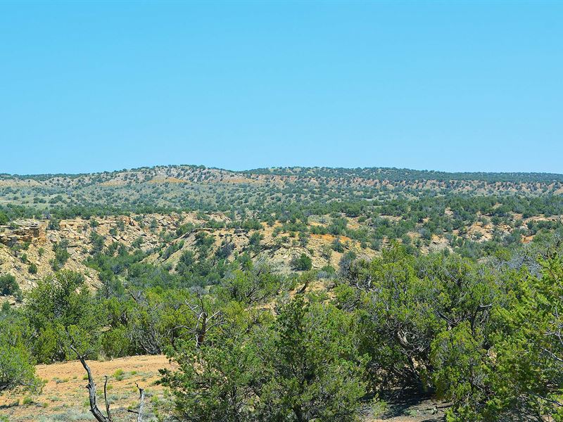 37 Acre Wilderness Ranch with Cabin : Saint Johns : Apache County : Arizona