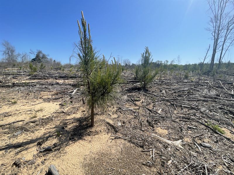 14 Ac Lot 4 Taylor County : Butler : Taylor County : Georgia