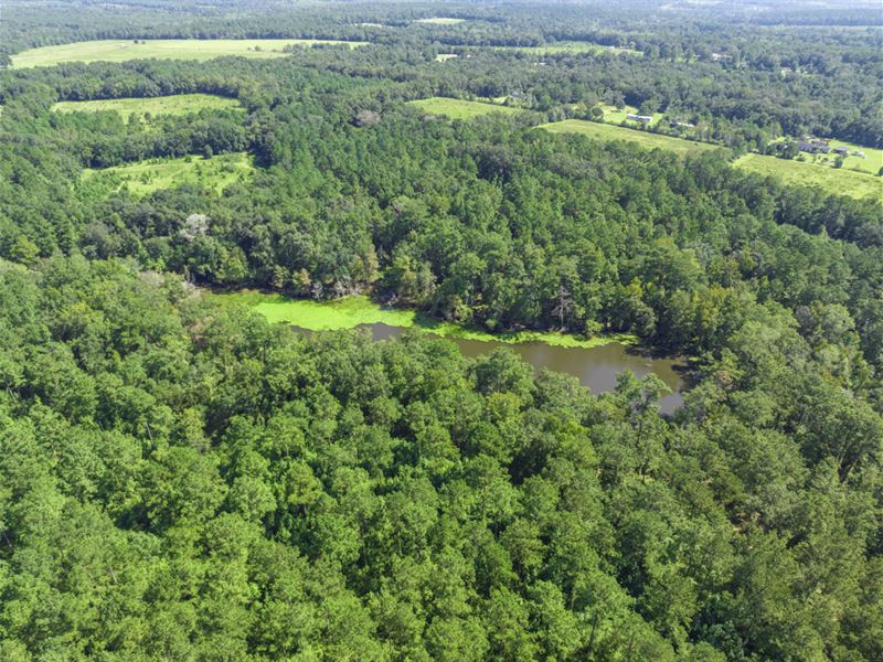 270 Ac Spooner Rd Farm Gadsden FL : Quincy : Gadsden County : Florida