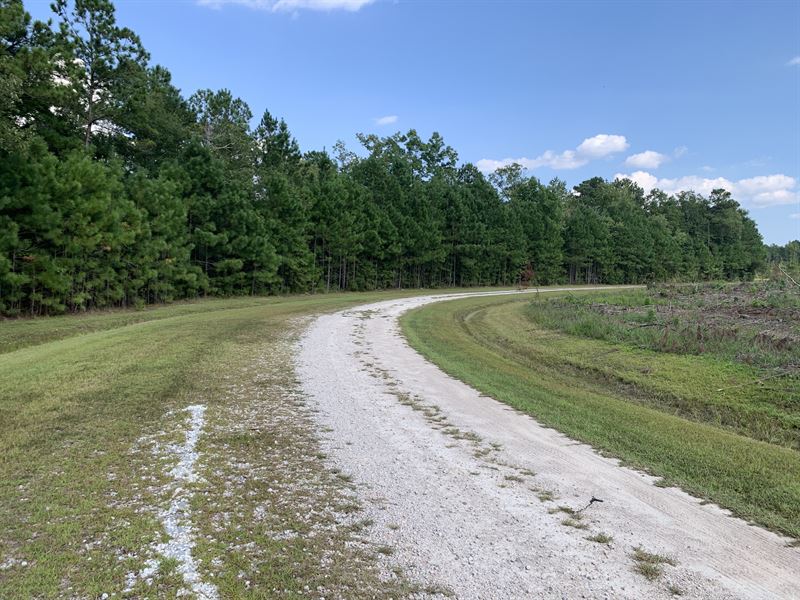 Riverfront Wooded Property for Sale : Belhaven : Beaufort County : North Carolina