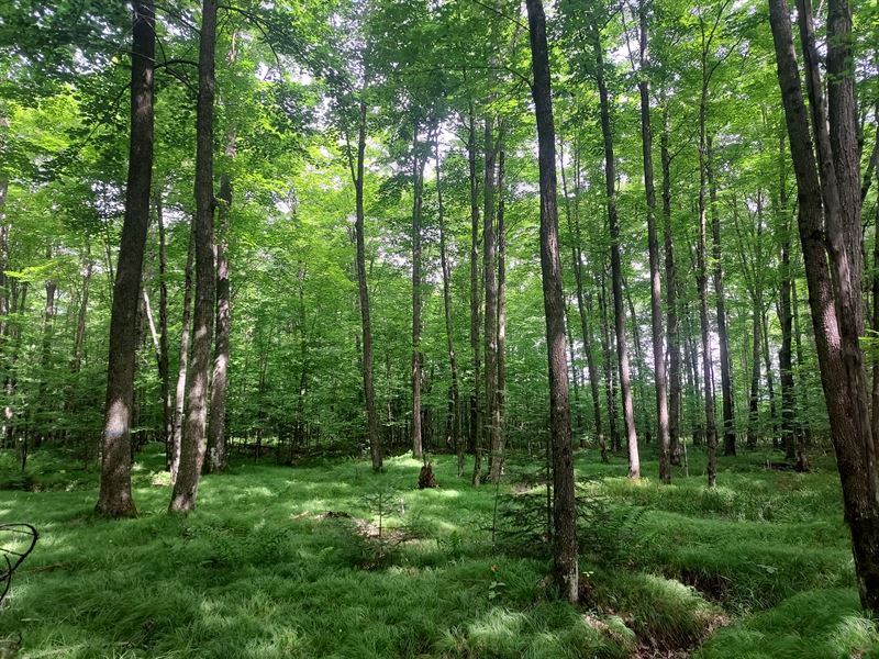 10 Acres, Adjoins County Land : Gleason : Langlade County : Wisconsin