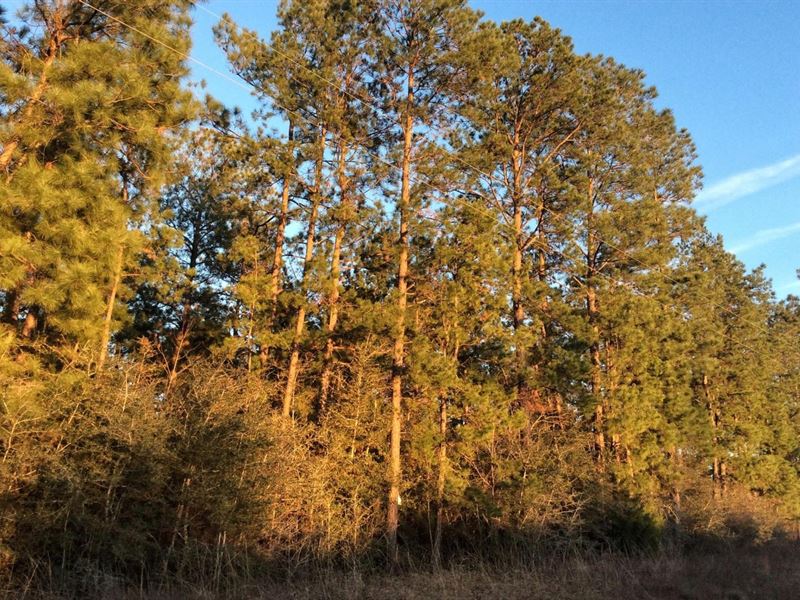 Sabine River East Tract, Beauregard : Merryville : Beauregard Parish : Louisiana