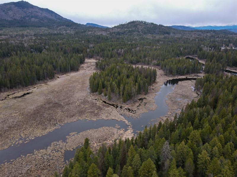 Bear on West Branch : Newport : Pend Oreille County : Washington