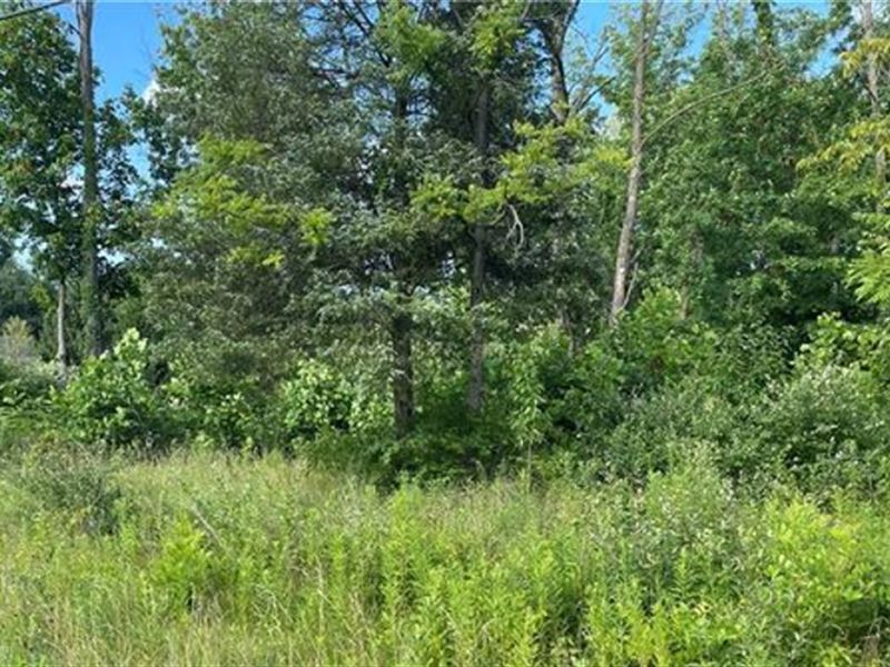 Beautiful Land with Views : Gainesville : Putnam County : Florida