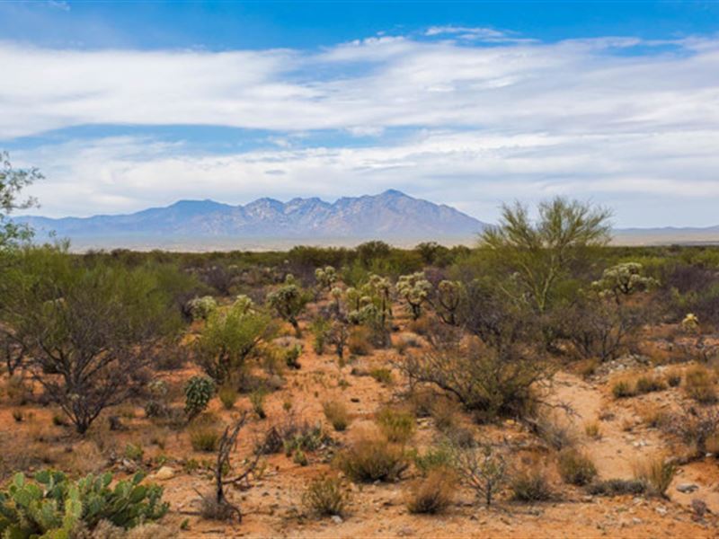 Where Summer Spends The Winter : Tucson : Pima County : Arizona