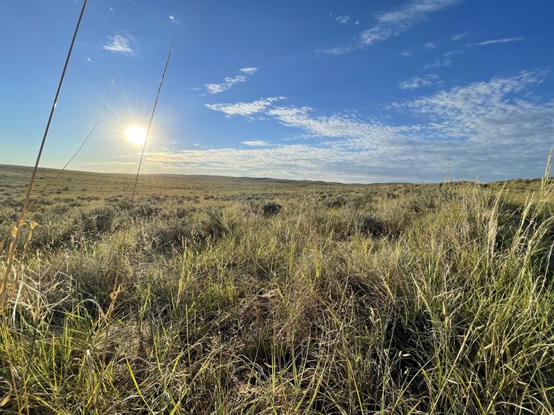 Condon Ranch : Crook : Logan County : Colorado