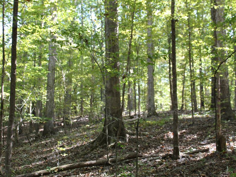 110+/- Acres, Hunting / Timber Land : Myrtle : Union County : Mississippi