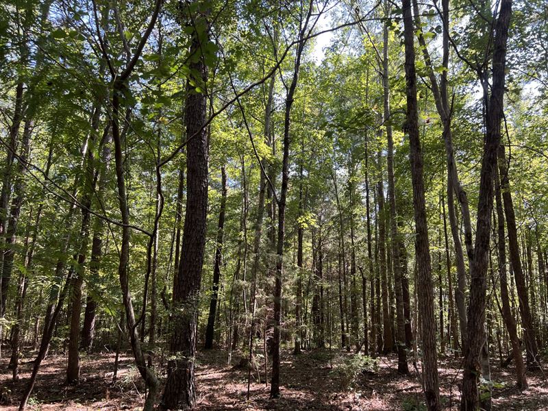 147 Acre Timber/Hunting Tract : Marion : Perry County : Alabama