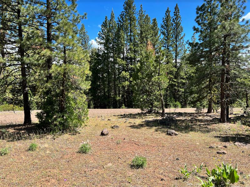 Own 1.23 Acres in California : Alturas : Modoc County : California