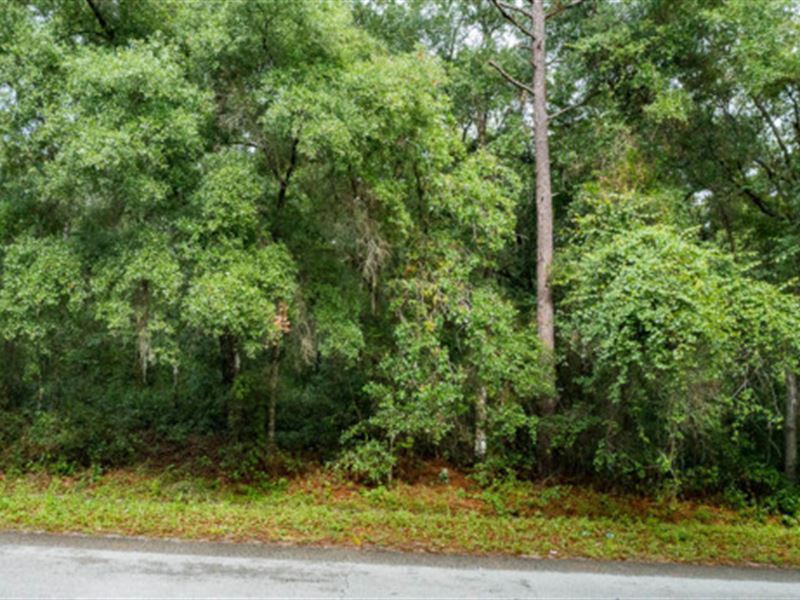 Florida Life is Calling : Satsuma : Putnam County : Florida