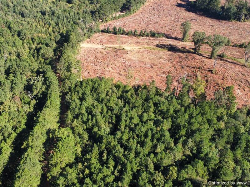 Hunting Land in Leake County, MS : Carthage : Leake County : Mississippi