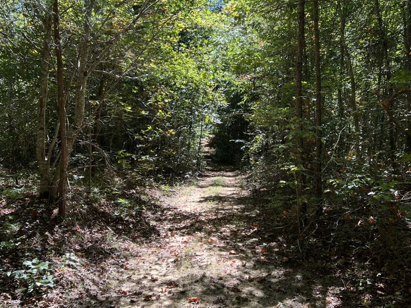 120 Acres Crow Mountain : Fackler : Jackson County : Alabama