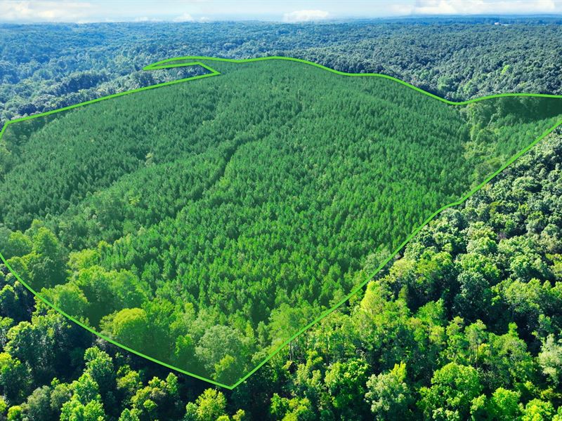 55 Wooded Acres, Power & Water : Waterloo : Lauderdale County : Alabama
