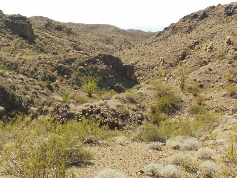 Mid-Morning & Midnight Express Gold : Oatman : Mohave County : Arizona