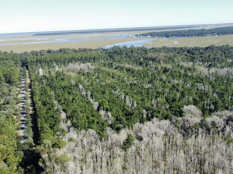 Pine Harbor Coastal Tract : Townsend : McIntosh County : Georgia