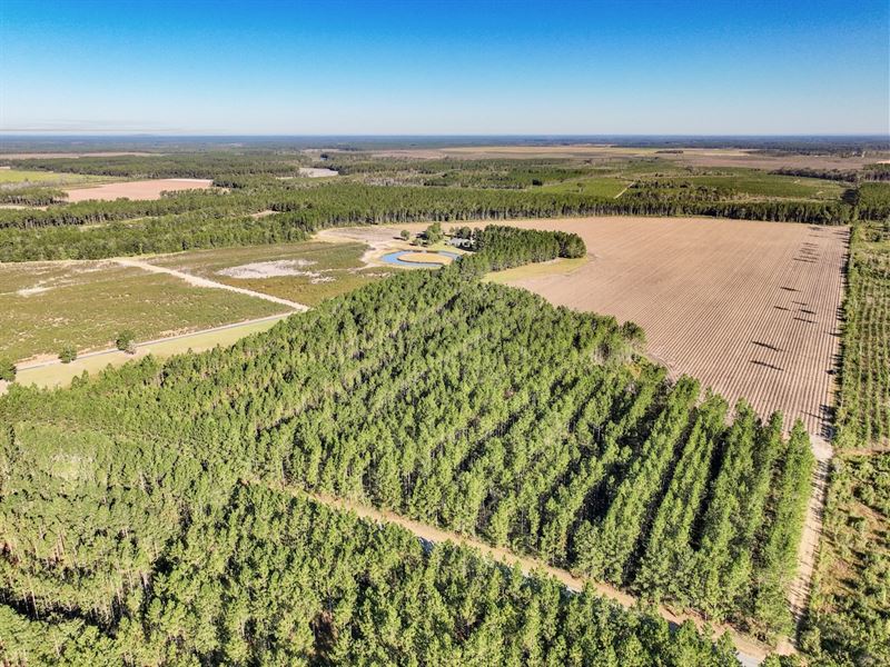 85 Acre Farmland and Timber Tract : Hazlehurst : Jeff Davis County : Georgia