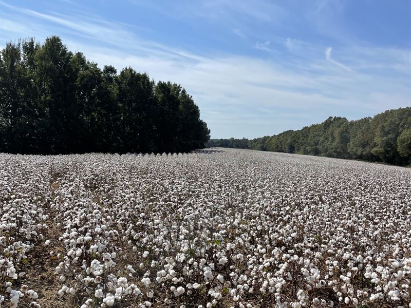 51 Ac Cr107 Covington Co, AL : Red Level : Covington County : Alabama