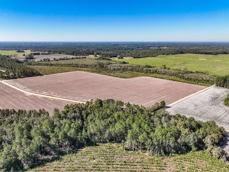 120 Ac Mini Farm, Jeff Davis County : Hazlehurst : Jeff Davis County : Georgia