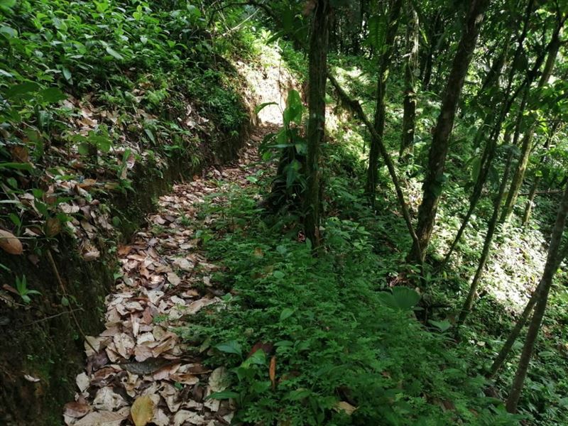 Bargain Price, 2 Houses, Waterfalls : Tres Equis De Turrialba : Costa Rica