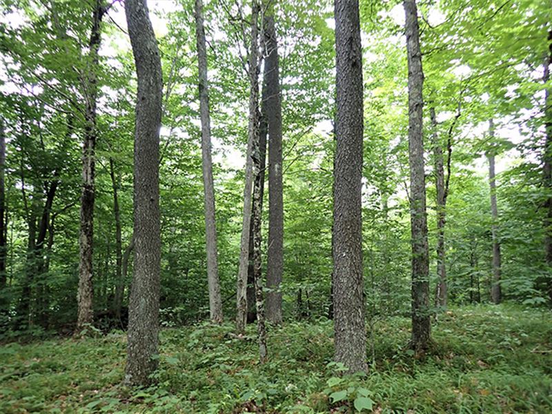 Chapp Hill Forest : Colton : Saint Lawrence County : New York