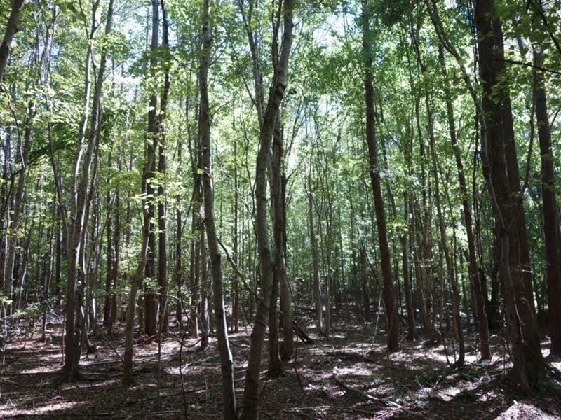 Welcoming Wooded Homesite : Blythewood : Fairfield County : South Carolina