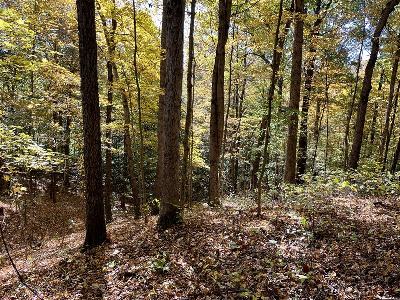 Ohio Hunting Property for Sale : New Matamoras : Washington County : Ohio