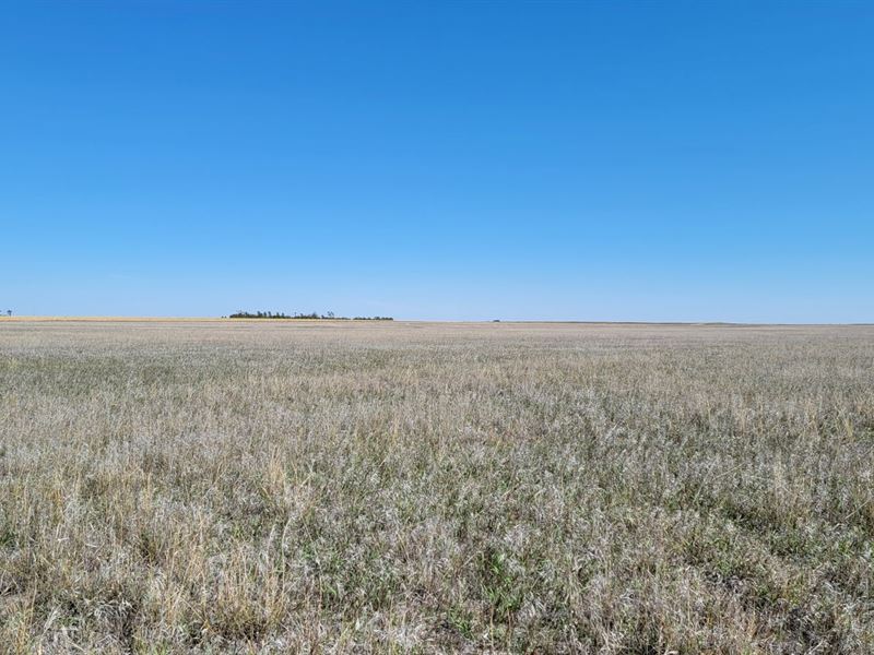 Plank Trust Crp : Haxtun : Phillips County : Colorado