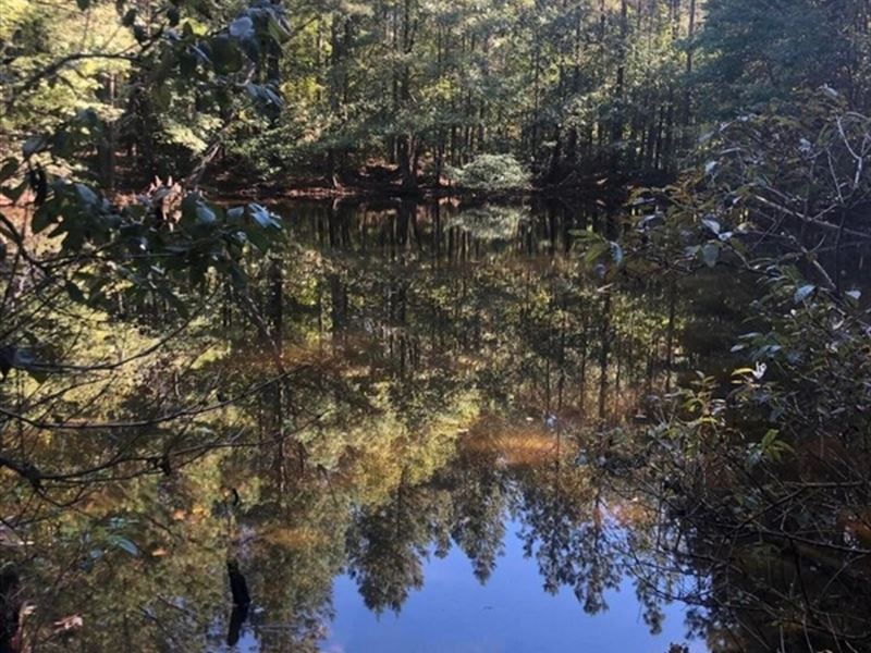 Timber Recreational Hunting Propert : McCool : Choctaw County : Mississippi