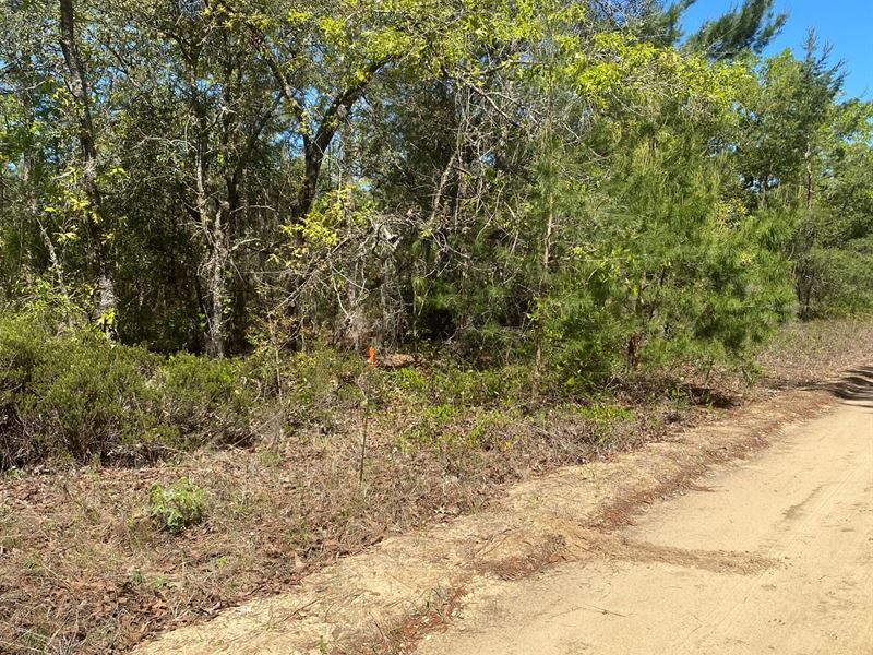 Beautiful Land for Your Dream Home : Jacksonville : Putnam County : Florida