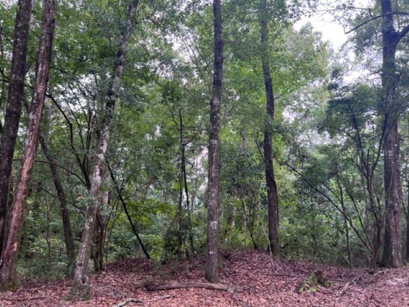 120 Acres Timber : Elba : Coffee County : Alabama