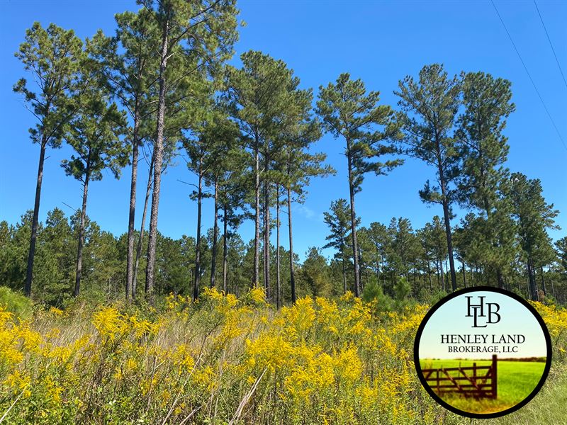 Perfect Hunting or Homesite : Edison : Calhoun County : Georgia