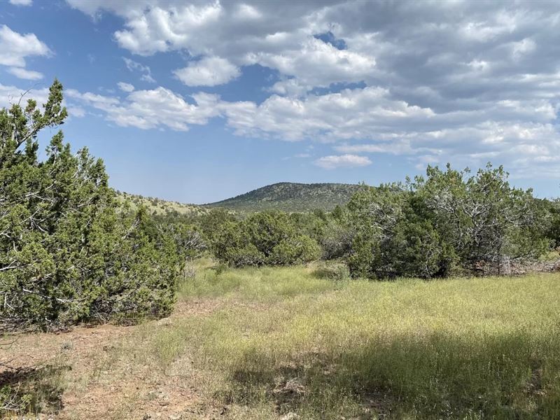 1 Acre Secluded, Juniper Forest : Williams : Coconino County : Arizona