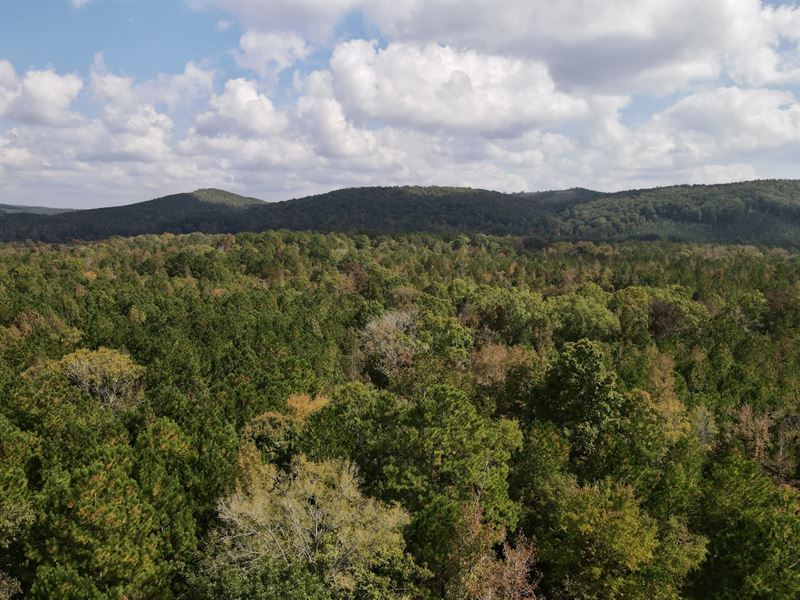 5 Wooded Acres : Talladega : Clay County : Alabama