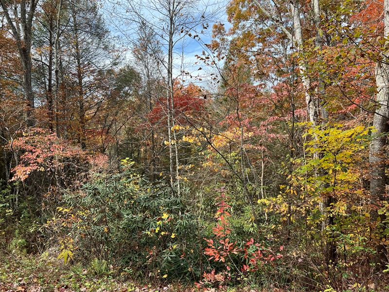 5 Miles to Pigeon Forge Tucked Away : Sevierville : Sevier County : Tennessee