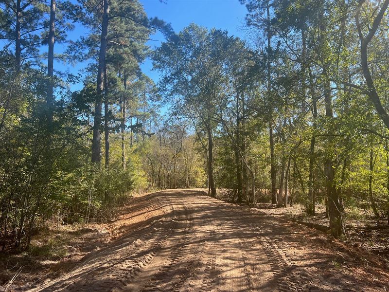 Double Run Creek : Ashburn : Turner County : Georgia