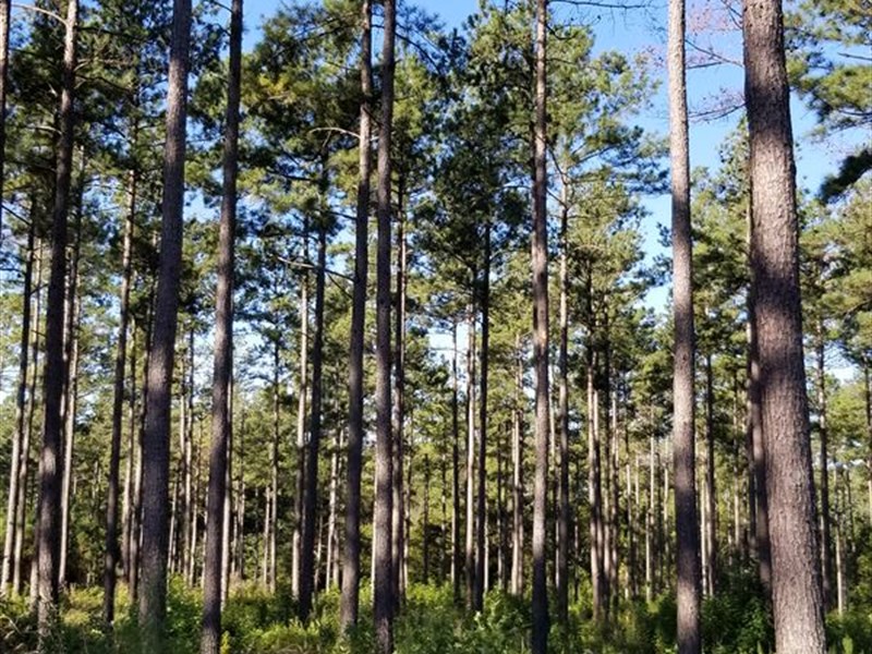 Timber & Hunting, Why Not Have Both : Louisville : Burke County : Georgia
