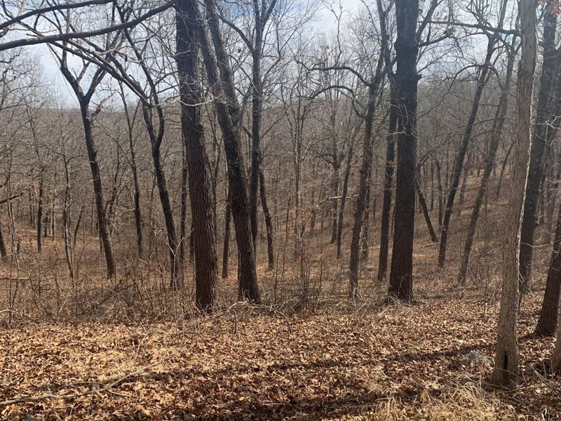 Broadus Branch Timber Farm : Macks Creek : Camden County : Missouri