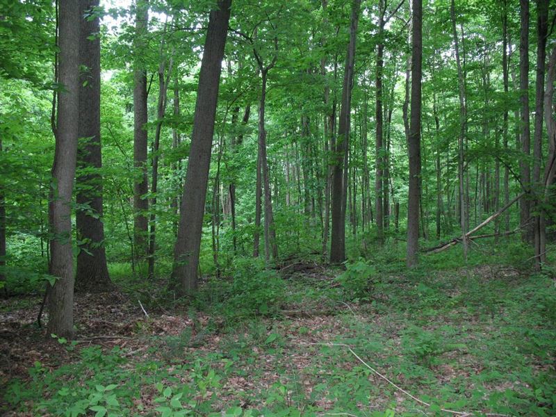 Shaffer Mountain : New Paris : Bedford County : Pennsylvania