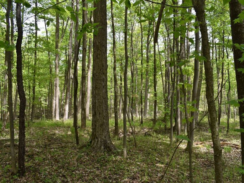 Green's Gambit : Gerry : Chautauqua County : New York