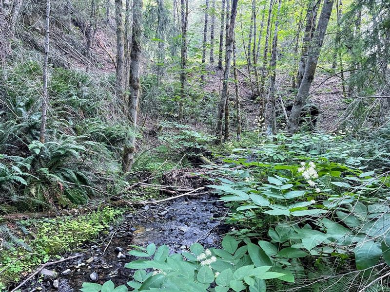 McKnabe Creek 160 : Wolf Creek : Josephine County : Oregon