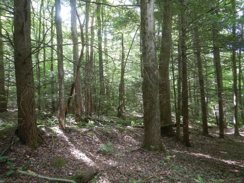 Beaver Dams Beauty : Richford : Broome County : New York