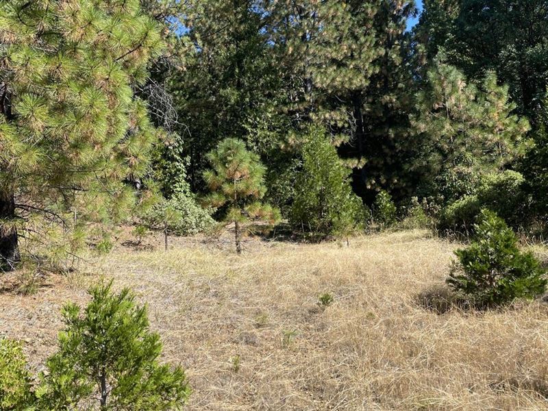 Fall Creek 40 : Grants Pass : Josephine County : Oregon