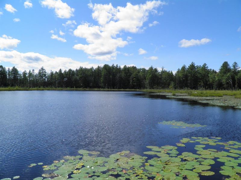 Cabin on Mary's Pond : Lyons Falls : Lewis County : New York