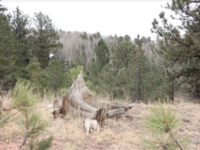 Beautiful Mountain Getaway : Cripple Creek : Teller County : Colorado