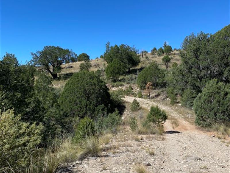 Beautiful Hills with Trees : Timberon : Otero County : New Mexico
